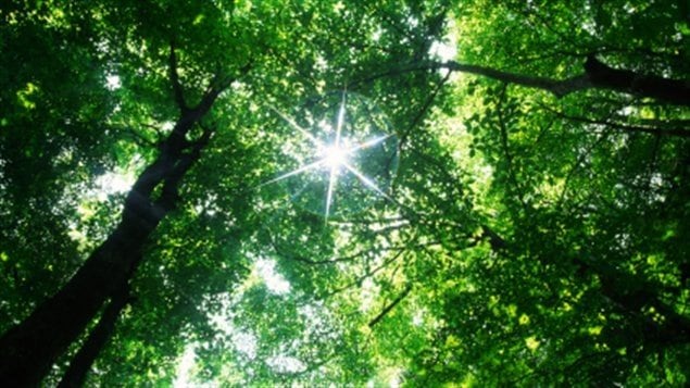 Une forêt Une forêt