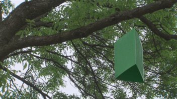 Piège pour détecter la présence de l'agrile du frêne Piège pour détecter la présence de l'agrile du frêne