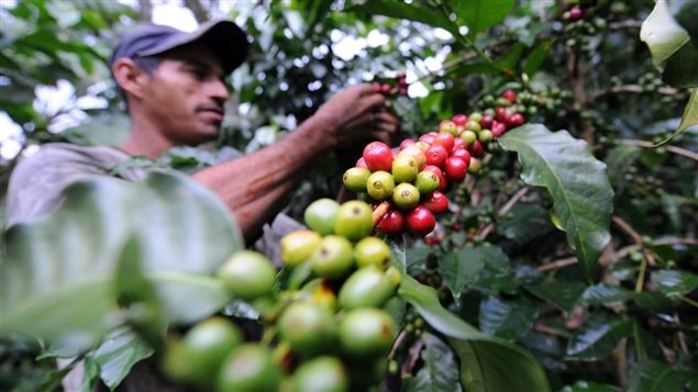 Un travailleur dans une plantation de café en Colombie. Un travailleur dans une plantation de café en Colombie.