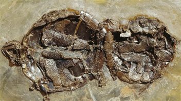 Les fossiles de tortues Les fossiles de tortues