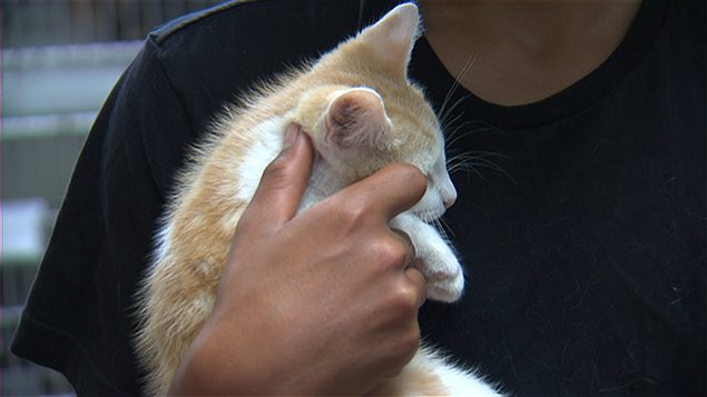 Un chaton récupéré à la SPA Un chaton récupéré à la SPA
