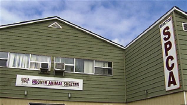 Le refuge de la SPCA à Moncton Le refuge de la SPCA à Moncton