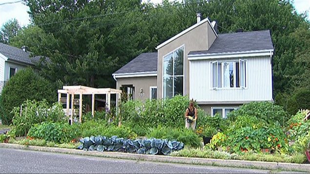 Le potager de Michel Beauchamp et Josée Landry à Drummondville. Le potager de Michel Beauchamp et Josée Landry à Drummondville.