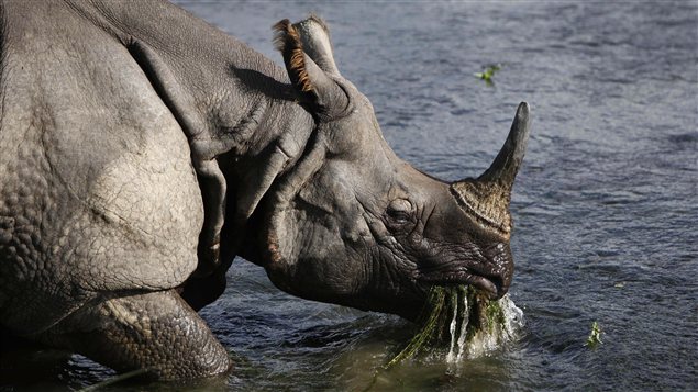 Un rhinocéros unicorne près de la rivière bordant le parc national de Chitwan, à 70 km au sud-ouest de Katmandou, au Népal. Un rhinocéros unicorne près de la rivière bordant le parc national de Chitwan, à 70 km au sud-ouest de Katmandou, au Népal.