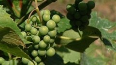 Les raisins du vignoble du Clos Baillie, dans le secteur d'Aylmer à Gatineau Les raisins du vignoble du Clos Baillie, dans le secteur d'Aylmer à Gatineau