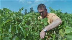 Marty Krall, propriétaire du Vankleek Hill Vineyard Marty Krall, propriétaire du Vankleek Hill Vineyard