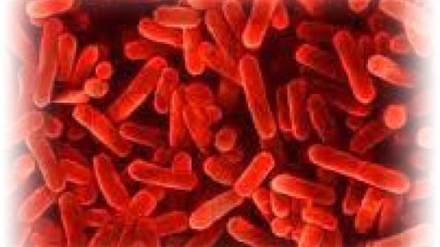 La bactérie à l'origine de la maladie du légionnaire La bactérie à l'origine de la maladie du légionnaire