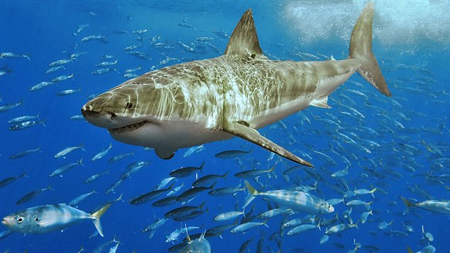 Requin blanc Requin blanc
