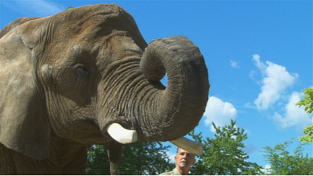Toutoune l'éléphant du Zoo de Granby Toutoune l'éléphant du Zoo de Granby