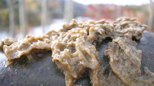 Amas de l'algue Didymo, en 2006, sur les rives de la rivière Matapédia Amas de l'algue Didymo, en 2006, sur les rives de la rivière Matapédia
