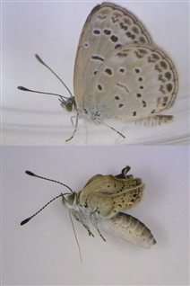 Le papillon du haut est normal alors que celui du bas a souffert de la radioactivité. Le papillon du haut est normal alors que celui du bas a souffert de la radioactivité.