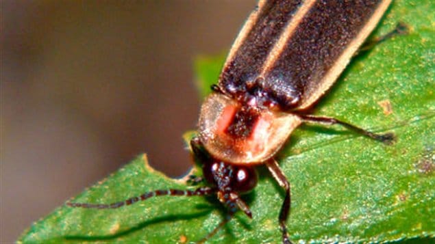 luciole-feuille luciole-feuille