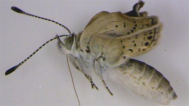 La version mutante d'un papillon Zizeeria maha La version mutante d'un papillon Zizeeria maha