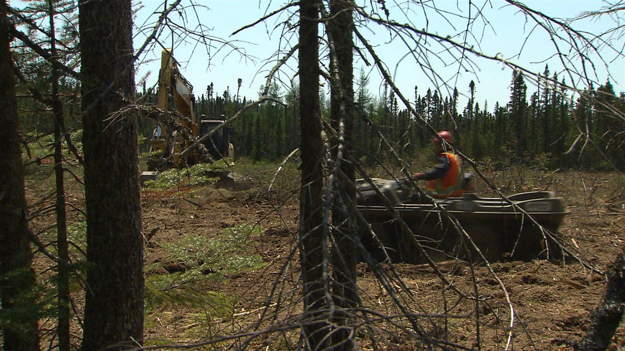 Défrichement sur la Côte-Nord