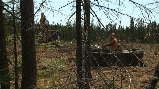 Défrichement sur la Côte-Nord Défrichement sur la Côte-Nord