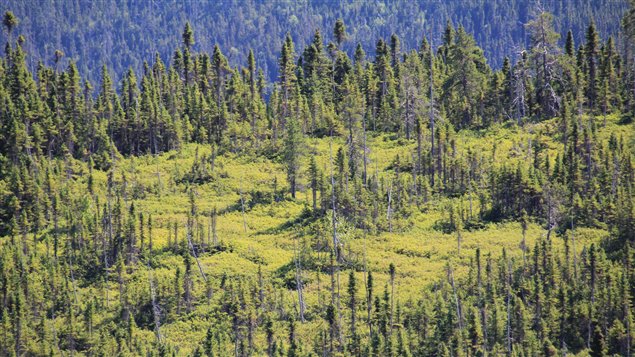 Forêt boréale sur la Côte-Nord Forêt boréale sur la Côte-Nord
