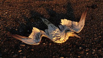 De nombreux fous de Bassan ont été retrouvés morts dans l'Est du Québec De nombreux fous de Bassan ont été retrouvés morts dans l'Est du Québec