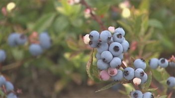 Des bleuets sauvages Des bleuets sauvages