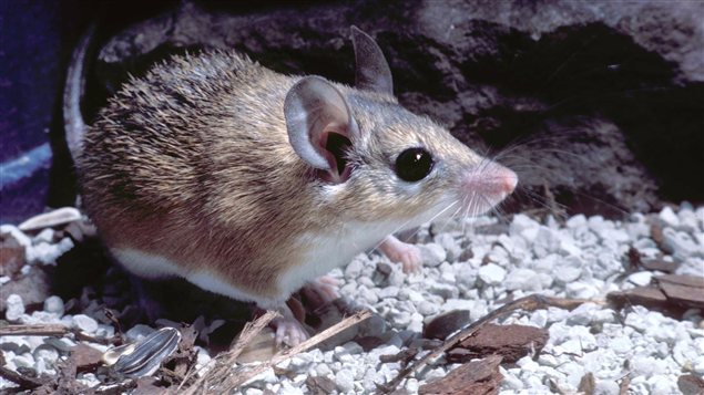 Acomys Cahirinus Acomys Cahirinus