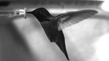 Un colibri Un colibri