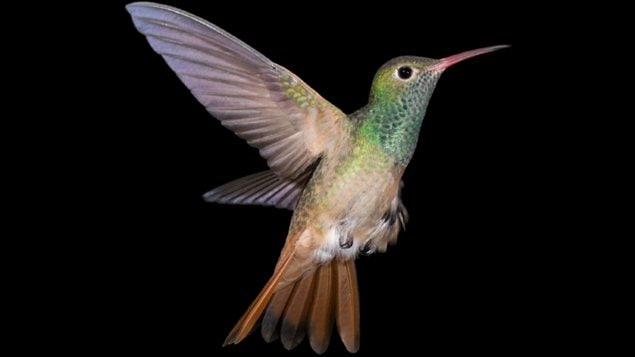 À l'heure actuelle, on dénombre près de 330 espèces de colibris. À l'heure actuelle, on dénombre près de 330 espèces de colibris.