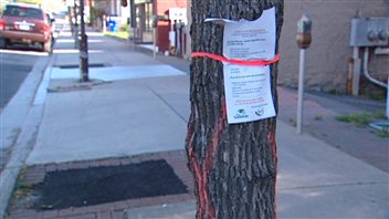 La Ville de Gatineau a dû abattre des milliers de frênes infestés (archives). La Ville de Gatineau a dû abattre des milliers de frênes infestés (archives).
