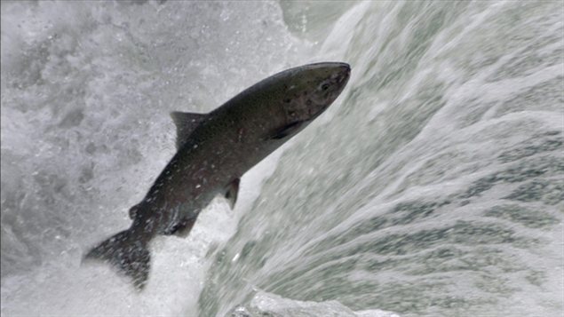 Un saumon remonte une rivière en Colombie-Britannique Un saumon remonte une rivière en Colombie-Britannique