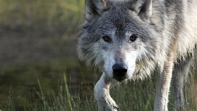 Loup gris Loup gris