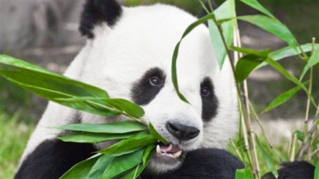 Panda géant Panda géant
