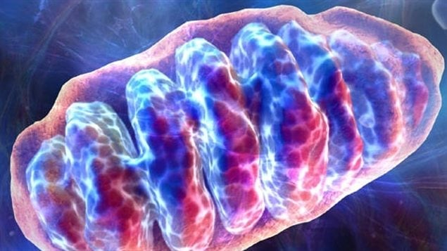 La mitochondrie est le lieu de la respiration cellulaire, ou usine énergétique de la cellule La mitochondrie est le lieu de la respiration cellulaire, ou usine énergétique de la cellule