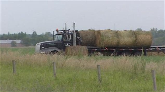 Hay East foin Saskatchewan Hay East foin Saskatchewan
