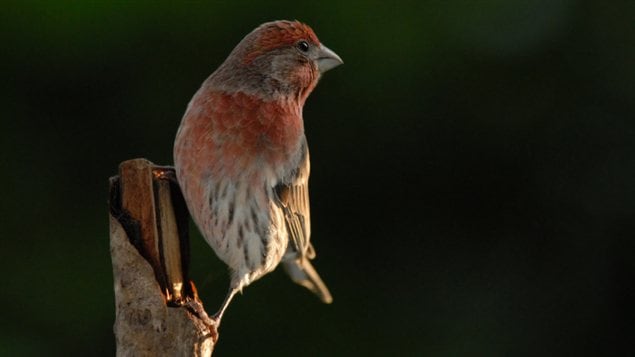 Un roselin familier Un roselin familier