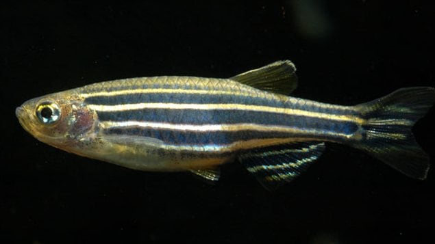 Un poisson-zèbre Un poisson-zèbre