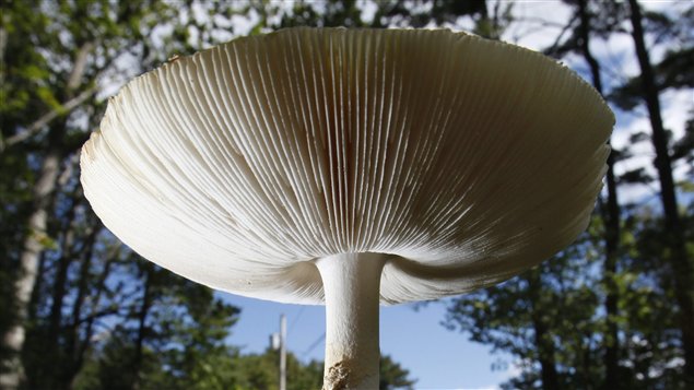Un champignon sauvage Un champignon sauvage