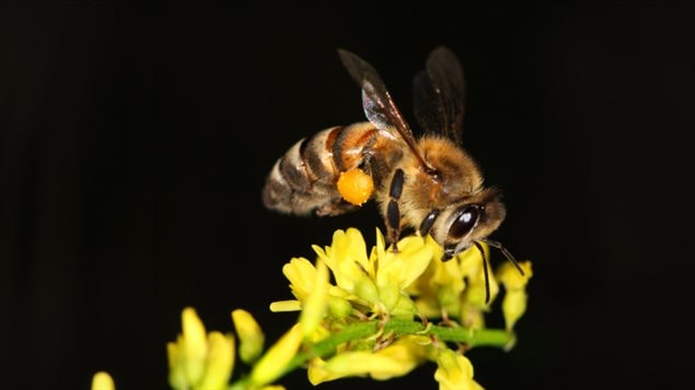 Une abeille Une abeille