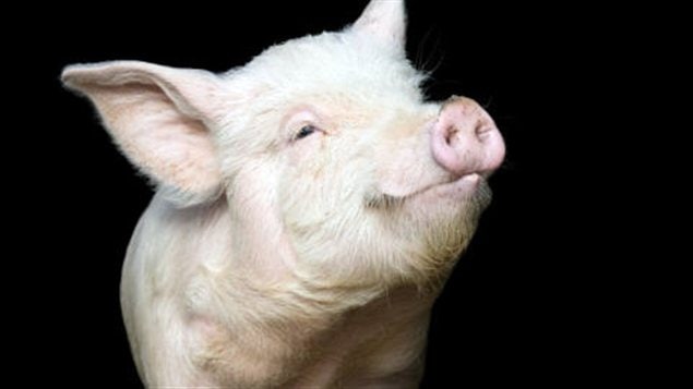 Un porc domestique Un porc domestique