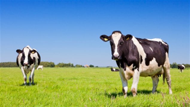 Des vaches dans un champ Des vaches dans un champ