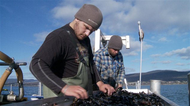 Cueillette de moules dans la baie de Gaspé Cueillette de moules dans la baie de Gaspé