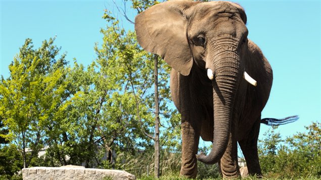 L'éléphante Toutoune du Zoo de Granby L'éléphante Toutoune du Zoo de Granby