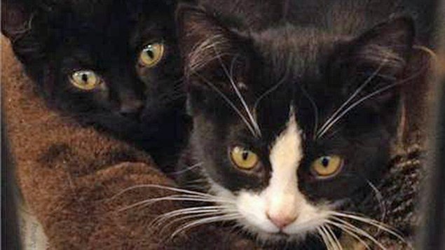 Chats de la Humane Society de Windsor-Essex Chats de la Humane Society de Windsor-Essex