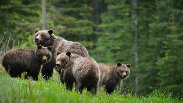 ours grizzly ours grizzly