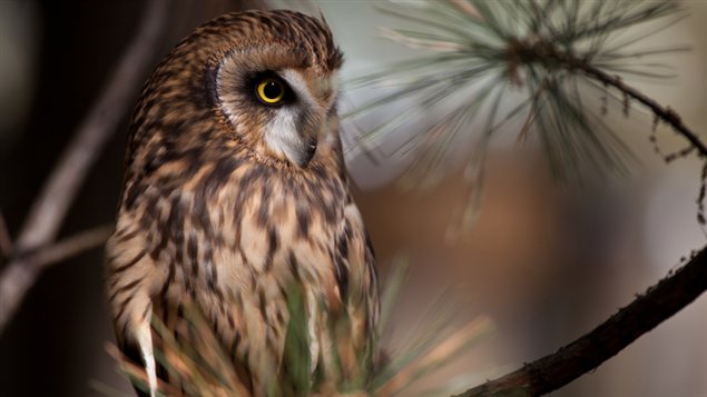Un hibou des marais Un hibou des marais