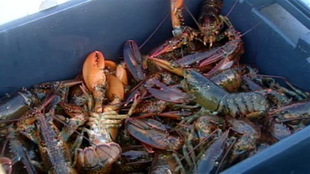 Homards Homards