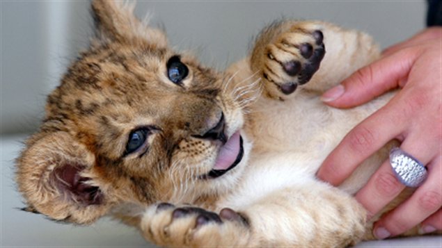 Un lionceau Un lionceau