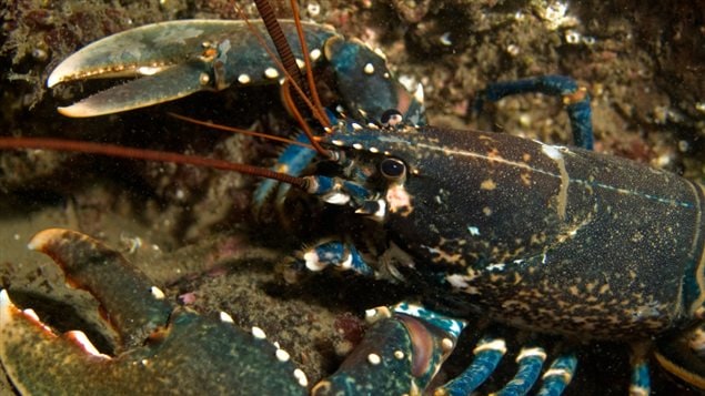 Un homard Un homard