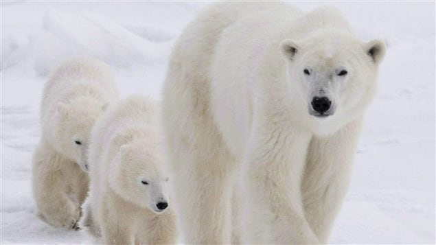 Des ours polaires à Churchill au Manitoba Des ours polaires à Churchill au Manitoba