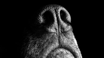 Le nez d'un chien Le nez d'un chien