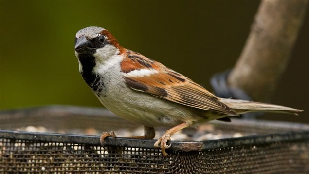 Un moineau Un moineau