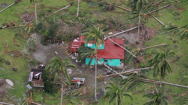 Des cocotiers n'ont pas résisté aux intempéries causés par le typhon Bopha, dans le sud des Philippines Des cocotiers n'ont pas résisté aux intempéries causés par le typhon Bopha, dans le sud des Philippines