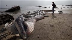Le cadavre de la baleine Le cadavre de la baleine